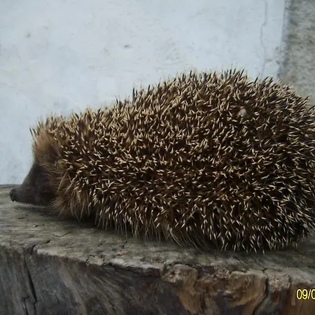 Agriturismo Spridda * ארזח'ינה